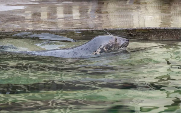 Très Mignon Phoque Tacheté Apparaît Dans Les Vagues — Photo