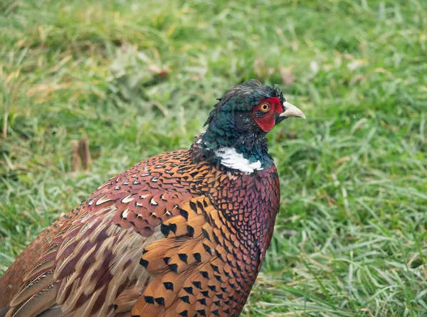 Pheasant Close Background Green Grass — Stock Photo, Image