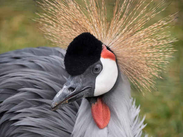 Piękny Ptak Grey Crowned Crane Niebieskim Okiem Czerwonym Zwisem — Zdjęcie stockowe