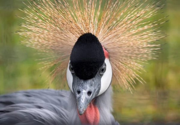 Piękny Ptak Grey Crowned Crane Niebieskim Okiem Czerwonym Zwisem — Zdjęcie stockowe