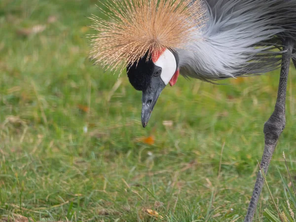 Schöner Vogel Graugekrönter Kranich Mit Blauem Auge Und Rotem Fell — Stockfoto