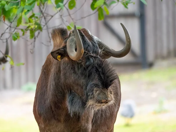 Sable Antilopok Egyenesen Rád Néznek — Stock Fotó