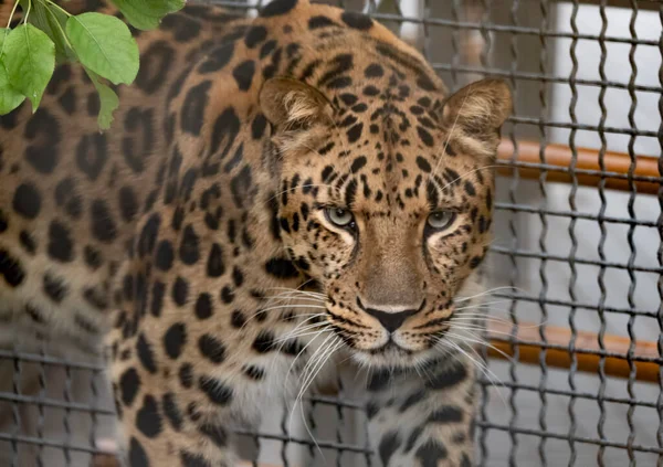 Jaguar Innan Attacken Offret Förbereder Sig För Att Hoppa — Stockfoto