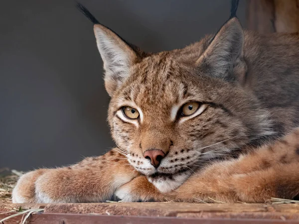 Lynx Olha Com Olhos Predatórios Abrigo — Fotografia de Stock