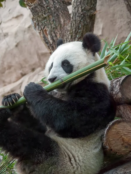 Cheerful Black White Panda Eats Bamboo — Stock Photo, Image