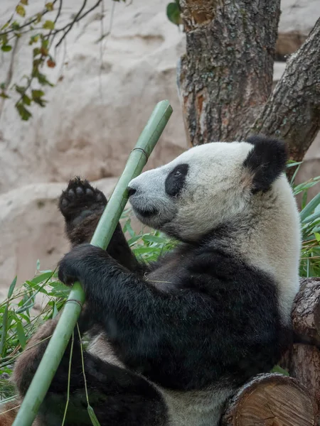 Cheerful Black White Panda Eats Bamboo — Stock Photo, Image