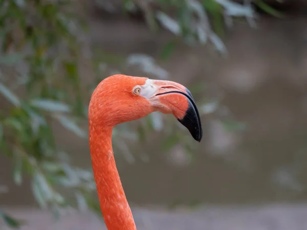 Porträt Eines Rosafarbenen Flamingos Profil — Stockfoto