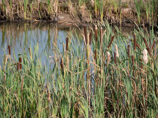 Hree Canards Sauvages Assis Sur Lac Parmi Les Roseaux — Photo