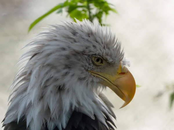 Bald Headed Eagle, close up shot with blurred background.