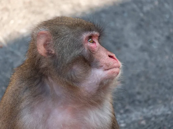 Portret Japońskiej Makakowej Małpy Śnieżnej — Zdjęcie stockowe