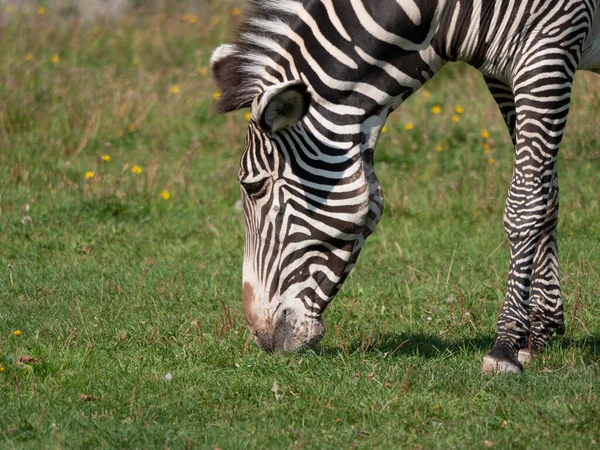 Afrikai Gyönyörű Zebra Étkezési Friss Zöld — Stock Fotó