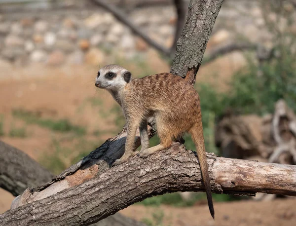 ミーアキャット Meerkat オオカミ科に属する小さな肉食動物 — ストック写真