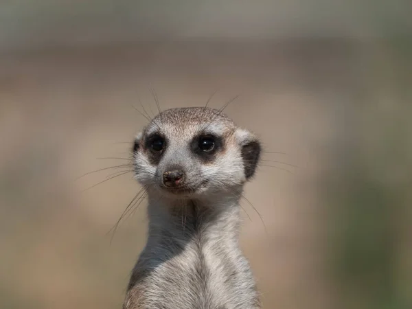 ミーアキャット Meerkat オオカミ科に属する小さな肉食動物 — ストック写真