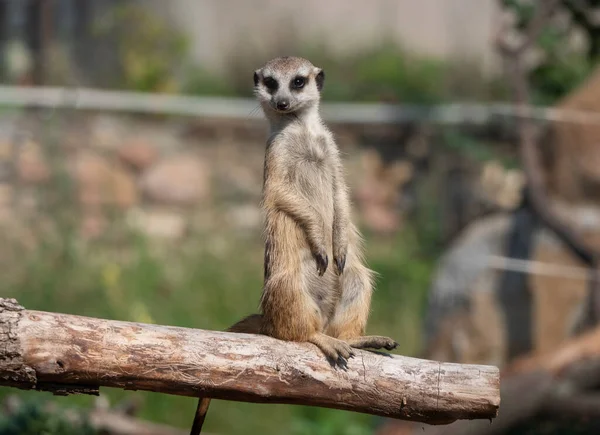 ミーアキャット Meerkat オオカミ科に属する小さな肉食動物 — ストック写真