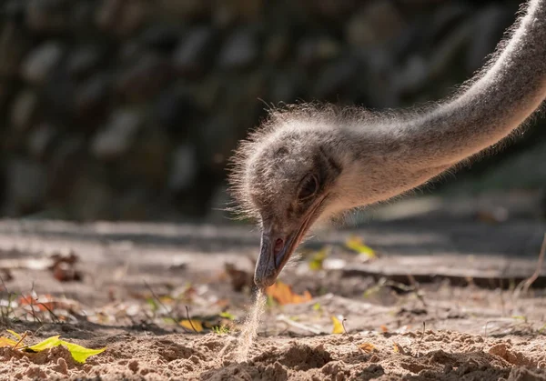 Struzzo Primo Piano Negli Sguardi Cautamente Intorno — Foto Stock