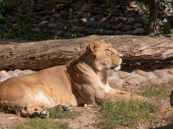 Portrait lioness basking in the warm sun after dinner.