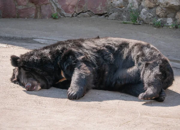 Himalayan Bear Ussuri Black Bear Ursus Thibetanus — Stock Photo, Image