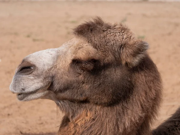 Retrato Camelo Gracioso Duas Corcundas Descansando Sombra — Fotografia de Stock