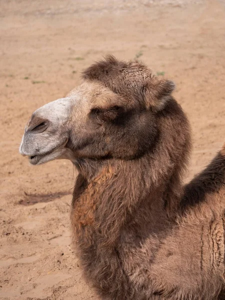 Portré Egy Kecses Két Humped Teve Pihenő Árnyékban — Stock Fotó