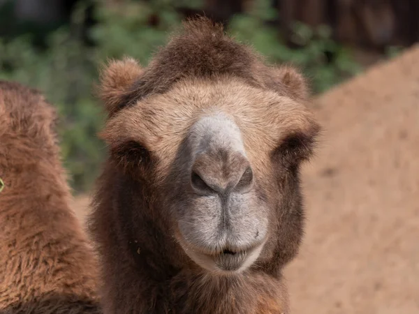 Portrait Graceful Two Humped Camel Resting Shade — Stock Photo, Image