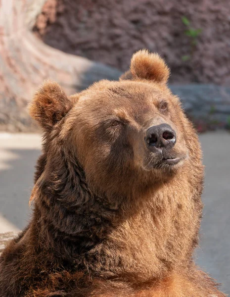 Bruine Beer Ursus Arctos Portret Jacht — Stockfoto