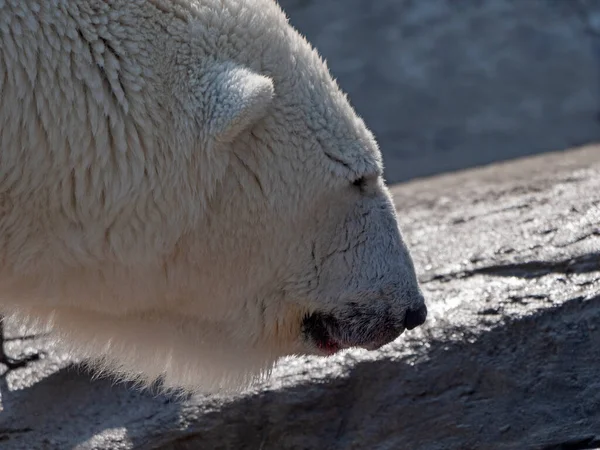 Urso Polar Ursus Maritimus Dia Ensolarado — Fotografia de Stock