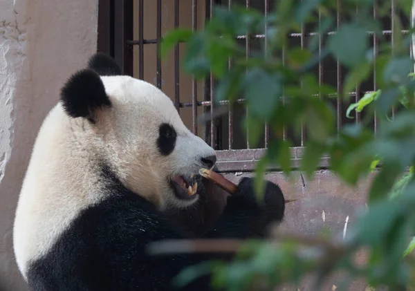 Gai Panda Noir Blanc Mange Bambou — Photo