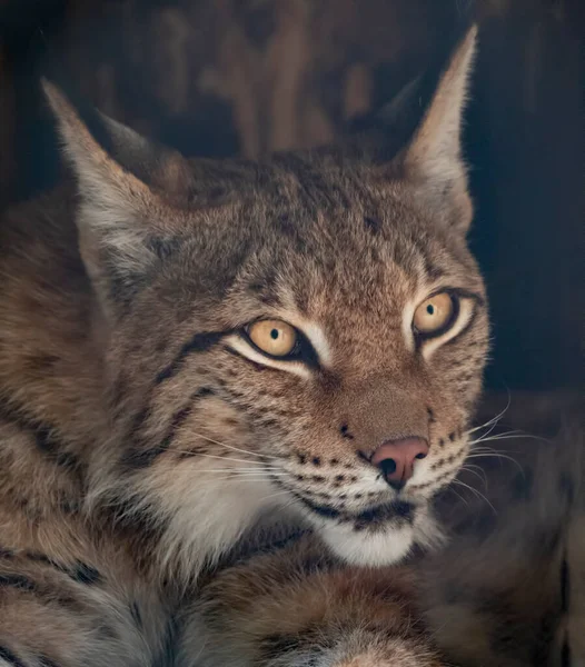 Lynx Mira Con Ojos Depredadores Desde Refugio — Foto de Stock