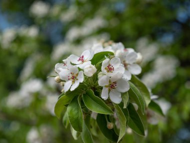 İlkbaharda beyaz arka planda elma çiçekleri açar..