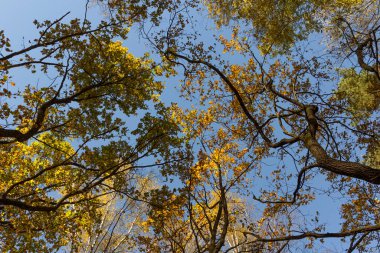 Büyük sonbahar meşesi mavi gökyüzüne karşı