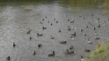 Kaz gölet suyunda yüzüyor..