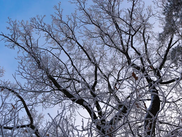 初秋の朝に裸の木の枝 — ストック写真
