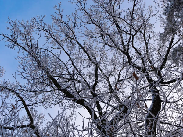 Kahle Äste Frühen Herbstmorgen — Stockfoto