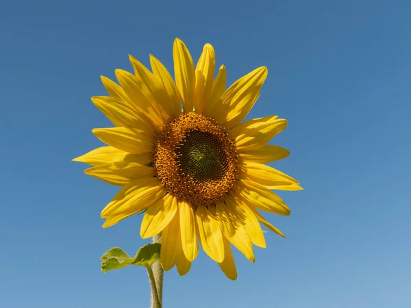 Fält Blommande Solrosor Mot Den Blå Himlen — Stockfoto