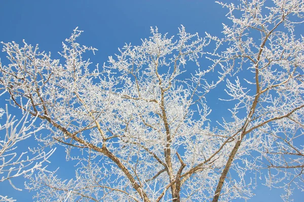 Winterberkenbos Het Zonlicht Tegen Blauwe Lucht — Stockfoto