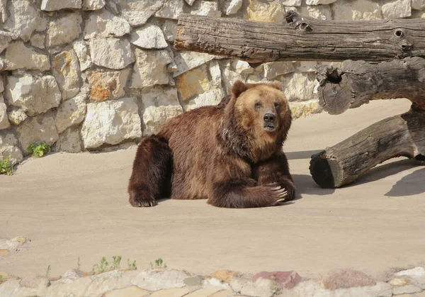 Urso Pardo Ursus Arctos Retrato Sobre Caça — Fotografia de Stock