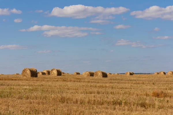 Grain Jaune Prêt Être Récolté Dans Champ Agricole — Photo