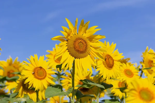 Fält Blommande Solrosor Mot Den Blå Himlen — Stockfoto