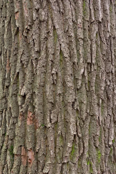 Bark Pine Tree Background — Stock Photo, Image