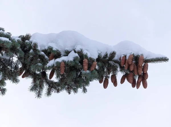 Vacker Gran Gren Med Kottar Snön — Stockfoto