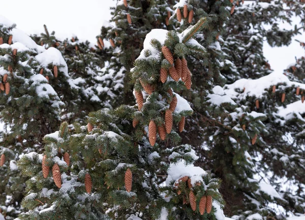 Vacker Gran Gren Med Kottar Snön — Stockfoto