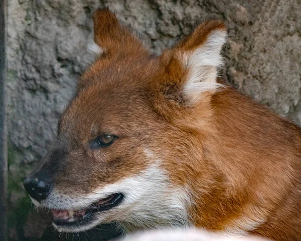 Lobo Guará Vermelho Retrato Animal Cativeiro — Fotografia de Stock