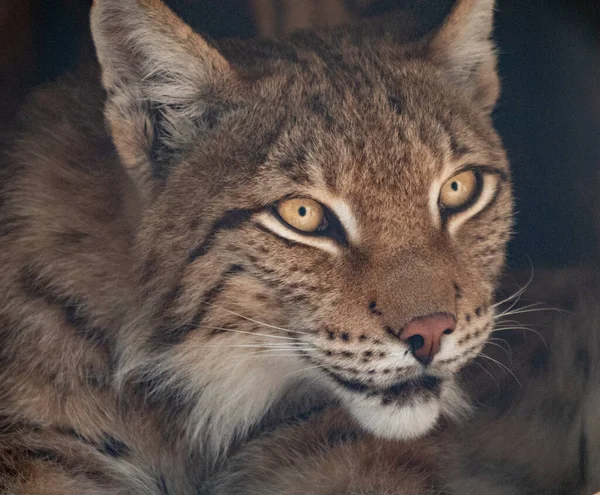 Lynx Olha Com Olhos Predatórios Abrigo — Fotografia de Stock