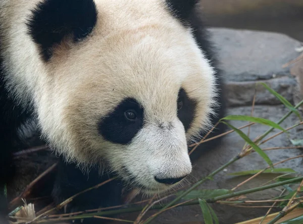 Panda Vede Pozadí Zelené Trávy — Stock fotografie