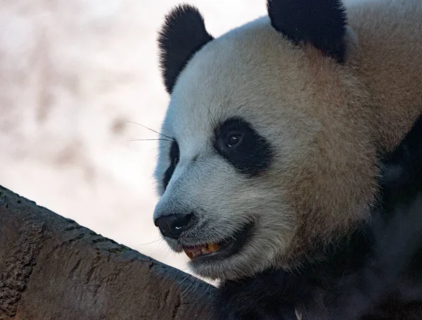 Panda Vede Pozadí Zelené Trávy — Stock fotografie