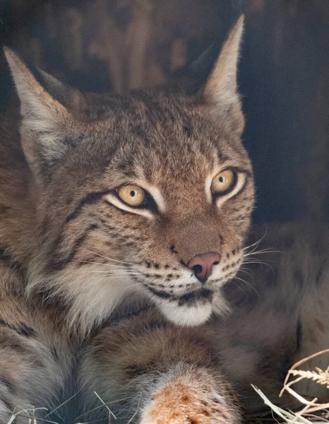 Lynx Olha Com Olhos Predatórios Abrigo — Fotografia de Stock