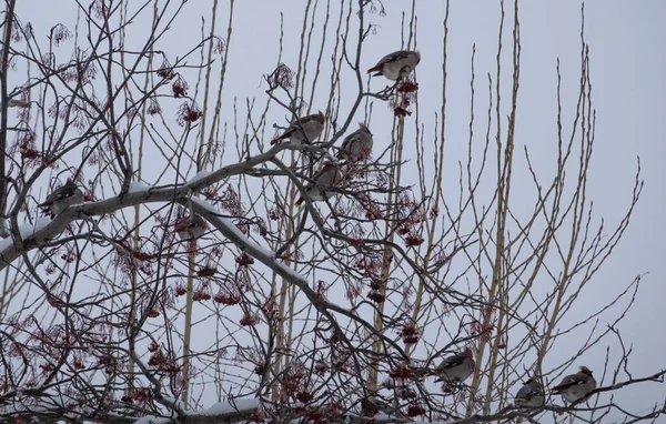 Waxwing Flock Birds Sitting Branch Mountain Ash Winter — Stock Photo, Image