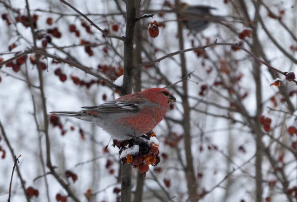 Oiseau Forestier Schur Sur Branche Pommier — Photo