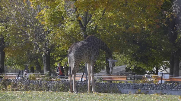 Grande Girafa Inclinou Para Pegar Ramo — Fotografia de Stock