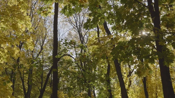 Autumn Leaves Fall Forest Natural Landscape — Stock Photo, Image